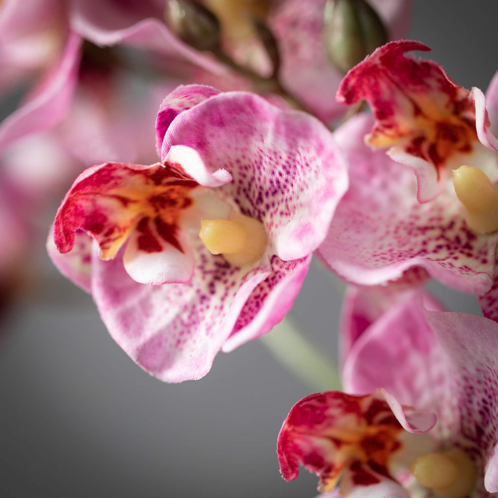 Pink Mini Phalaenopsis Spray  