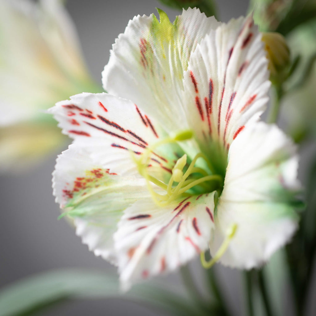 White Alstroemeria Spray      