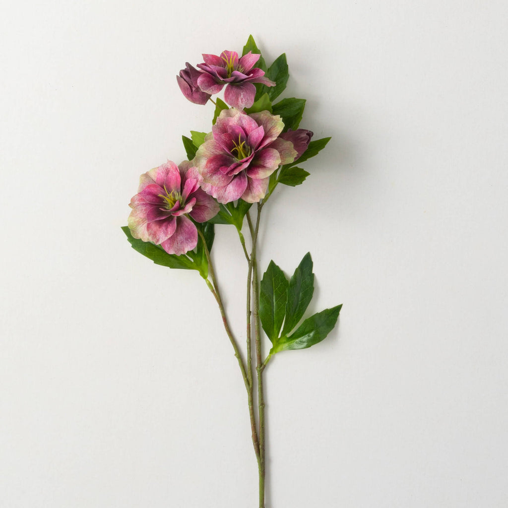 Freshcut® Burgundy Helleborus 