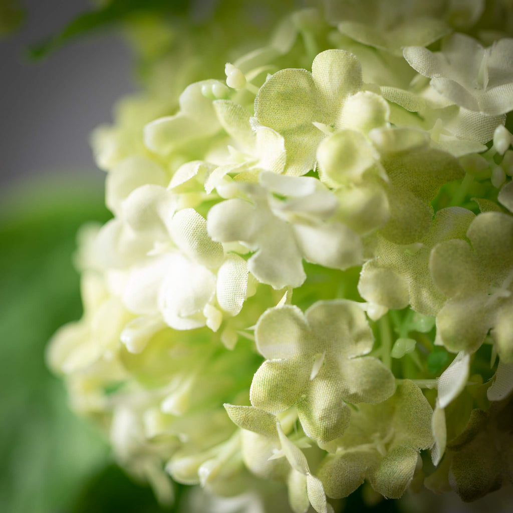 Light Green Snowball Hydrangea