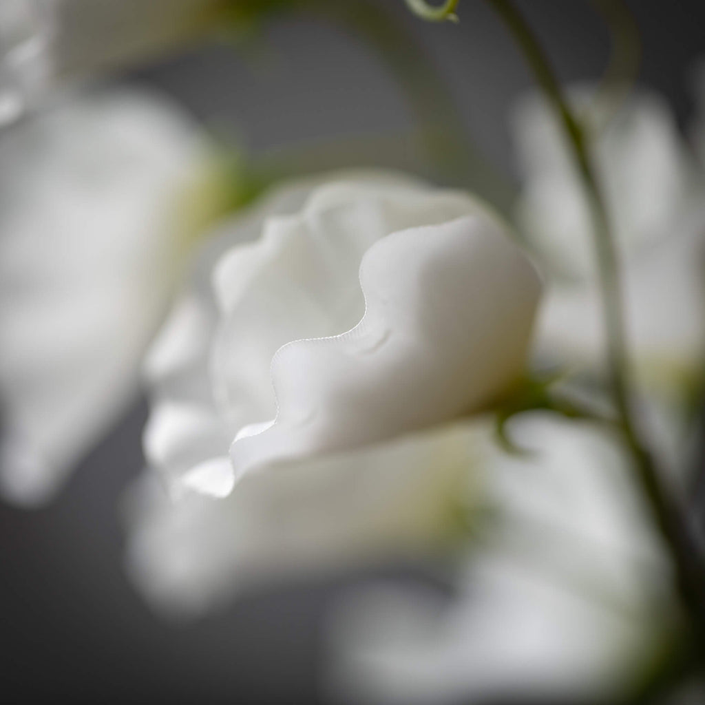 White Sweet Pea Stem          