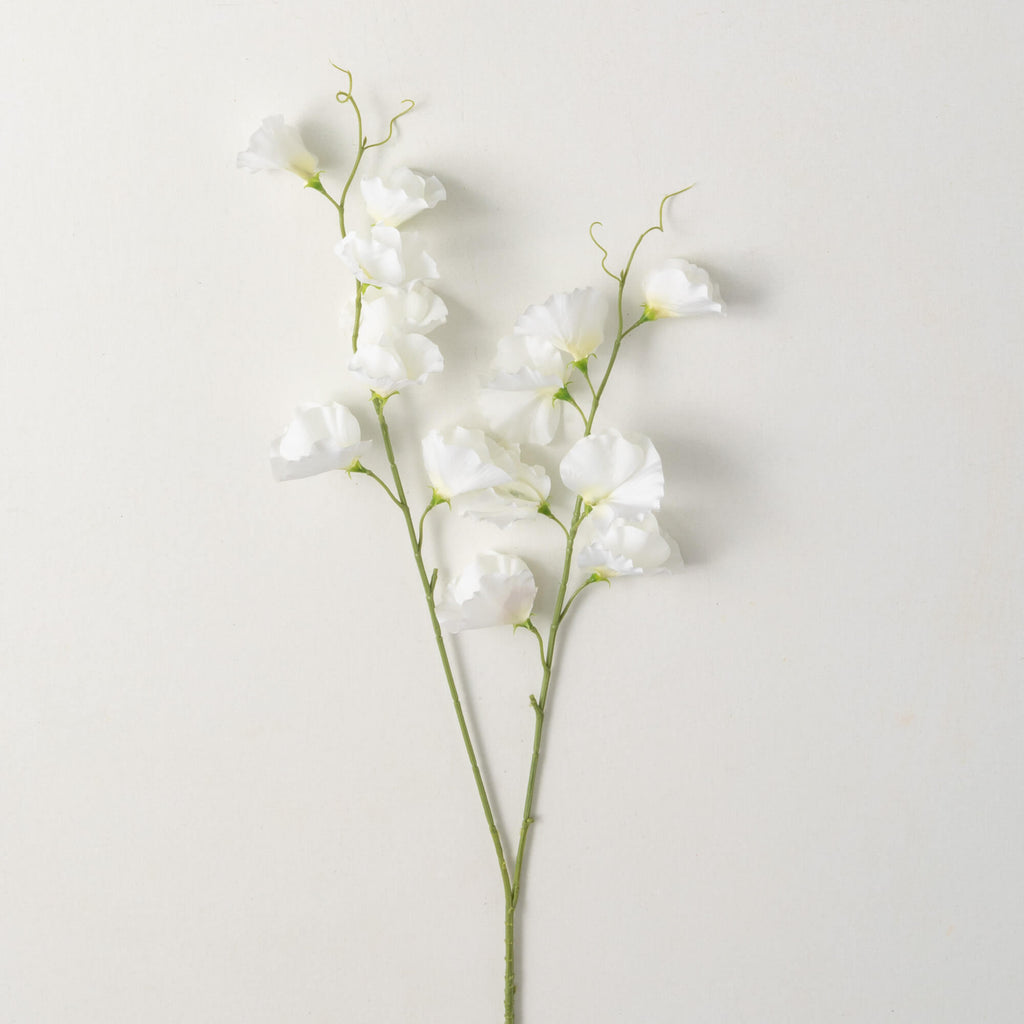 White Sweet Pea Stem          