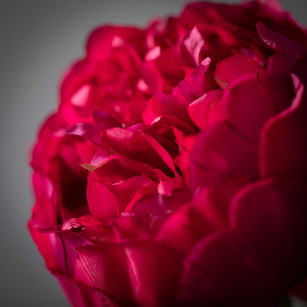 Large Blooming Deep Pink Peony