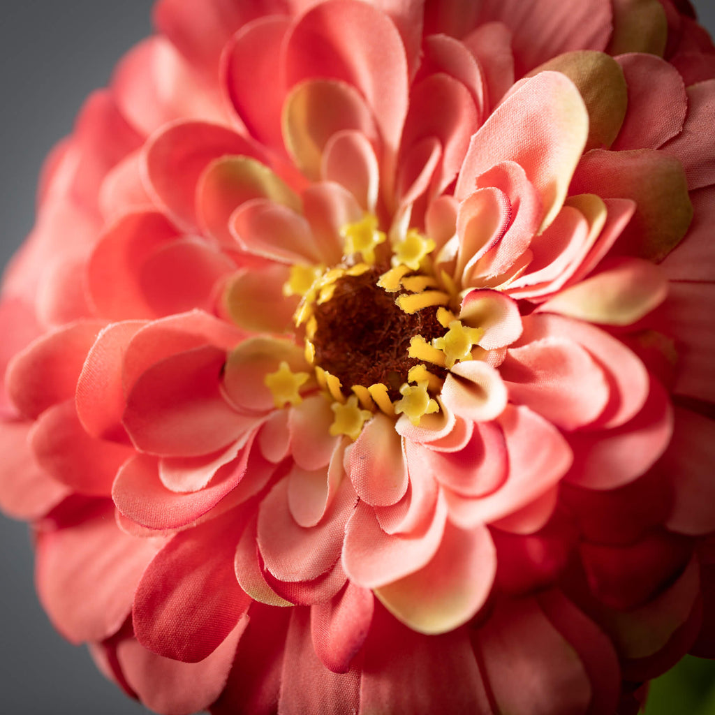 Blooming Pink Zinnia Spray    