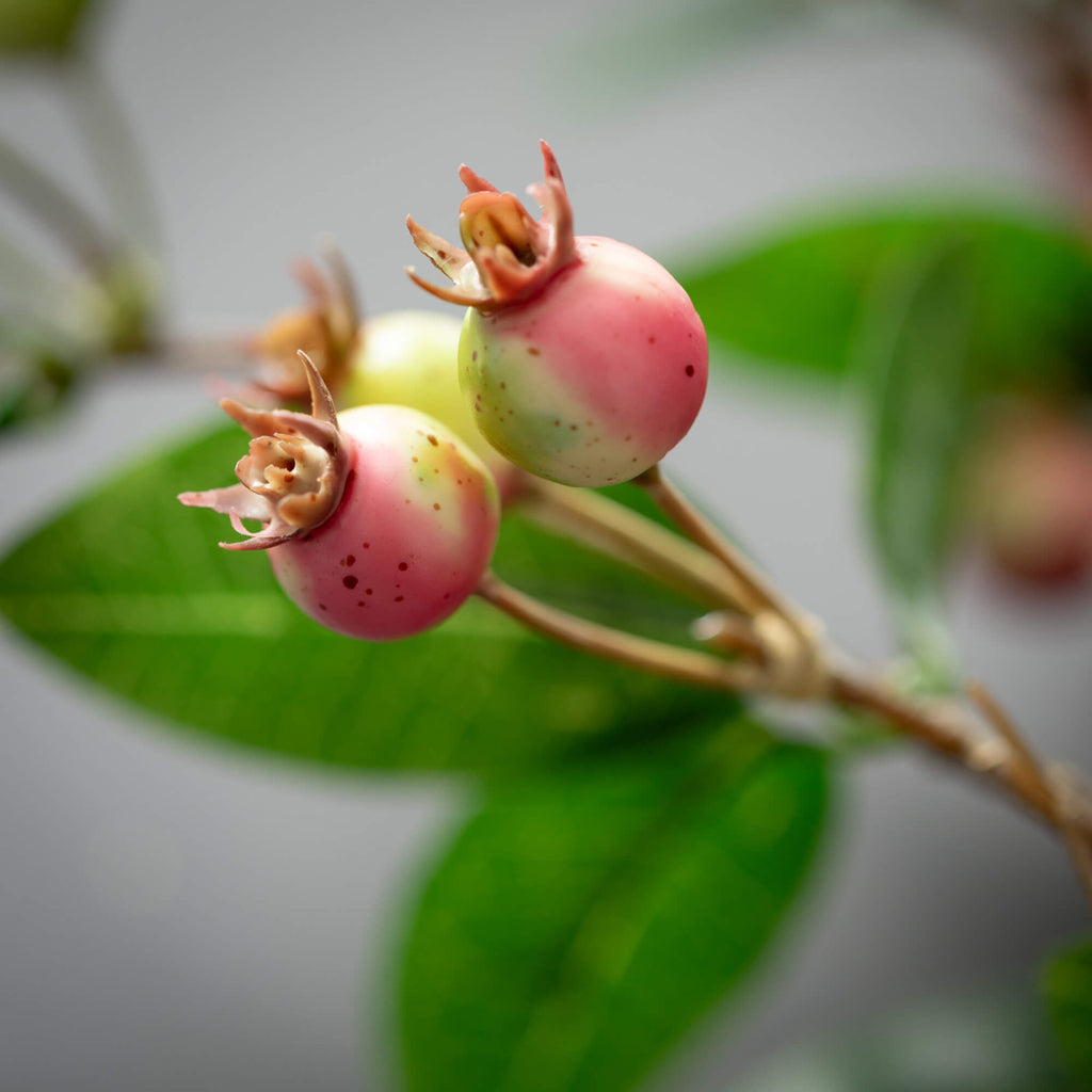 Pink Berry Spray              