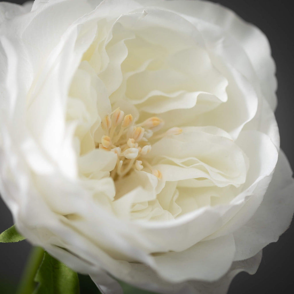 Cream Garden Rose Spray       