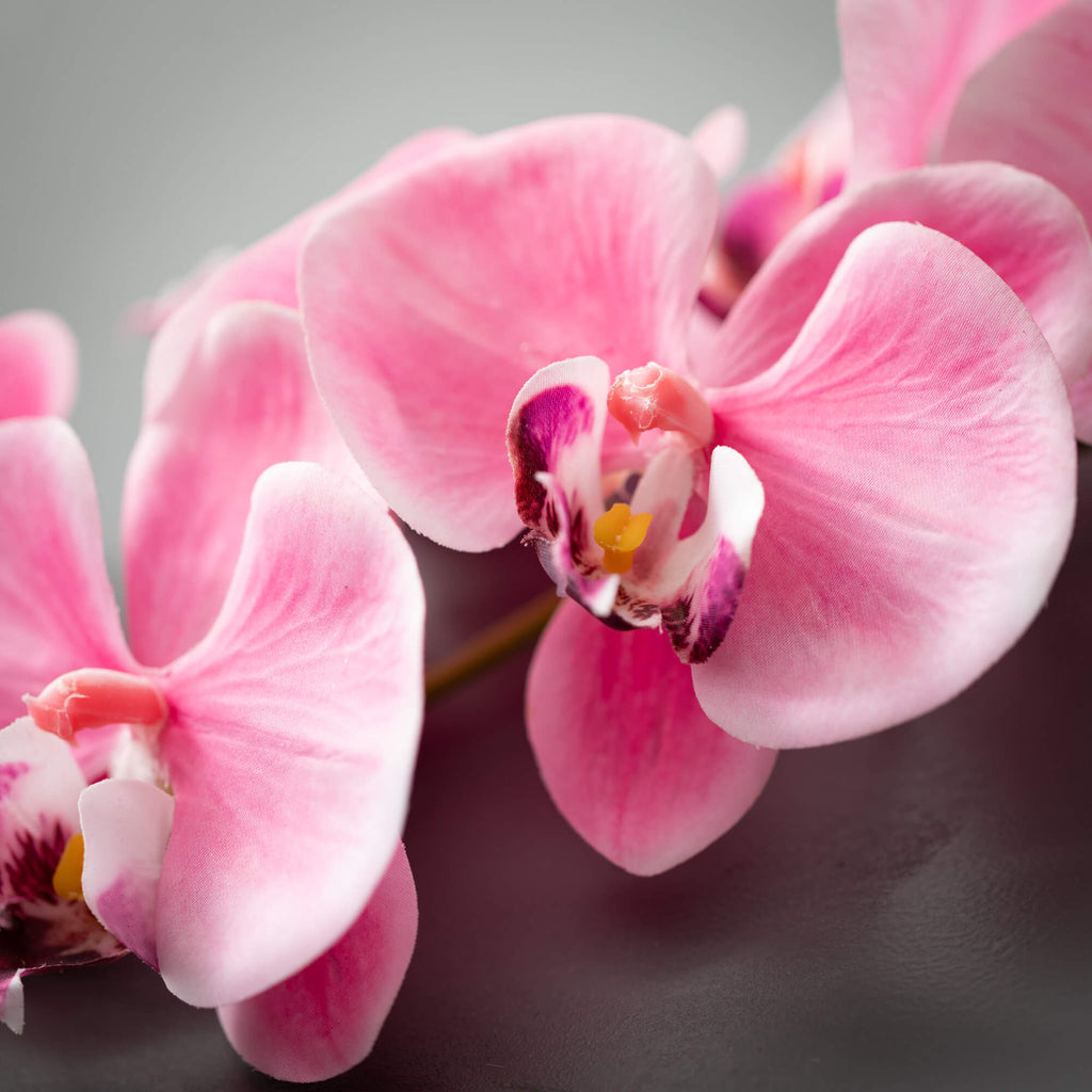 Pink Phalaenopsis Spray       