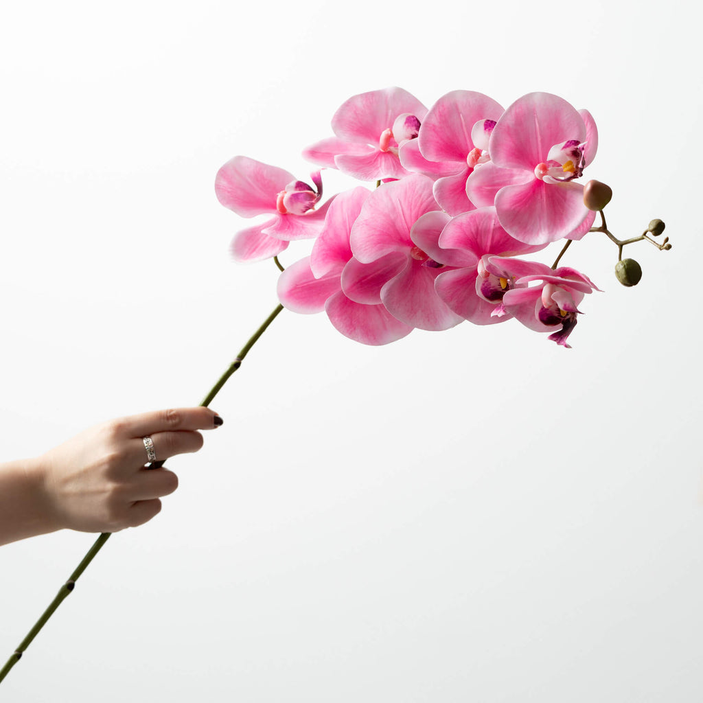 Pink Phalaenopsis Spray       