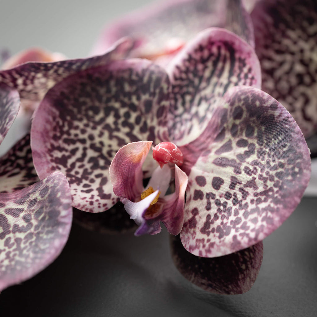 Plum Phalaenopsis Spray       