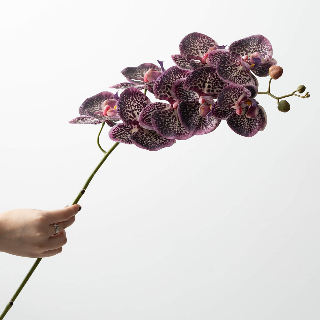 Plum Phalaenopsis Spray       