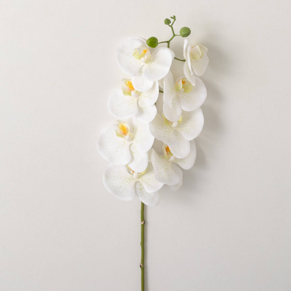 White Phalaenopsis Spray      