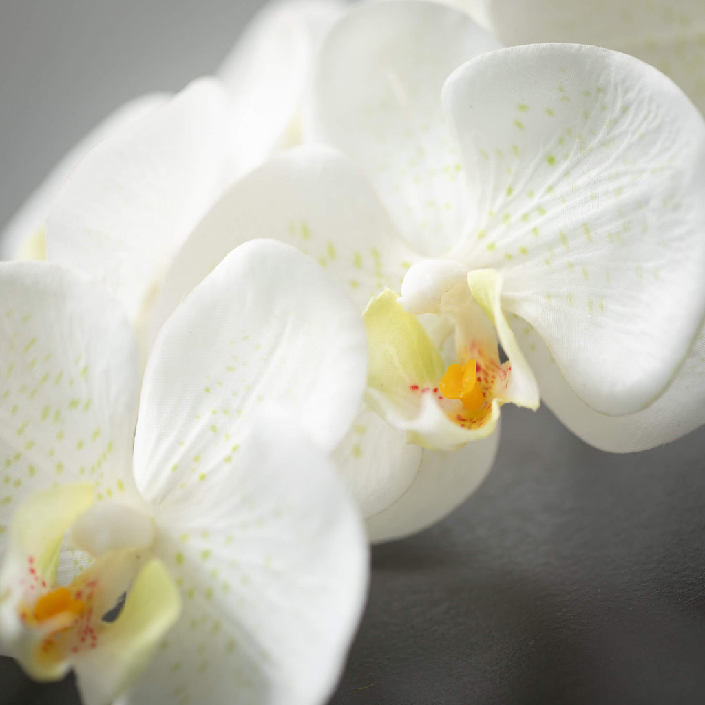 White Phalaenopsis Spray      