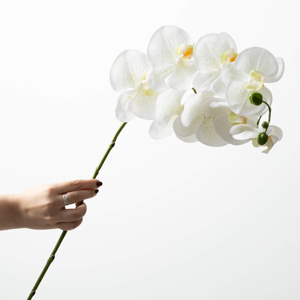 White Phalaenopsis Spray      