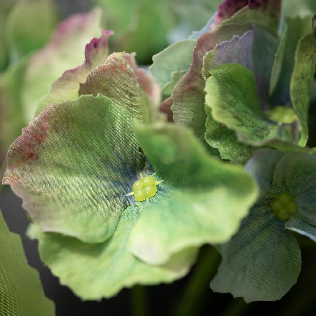 Green Hydrangea Stem          