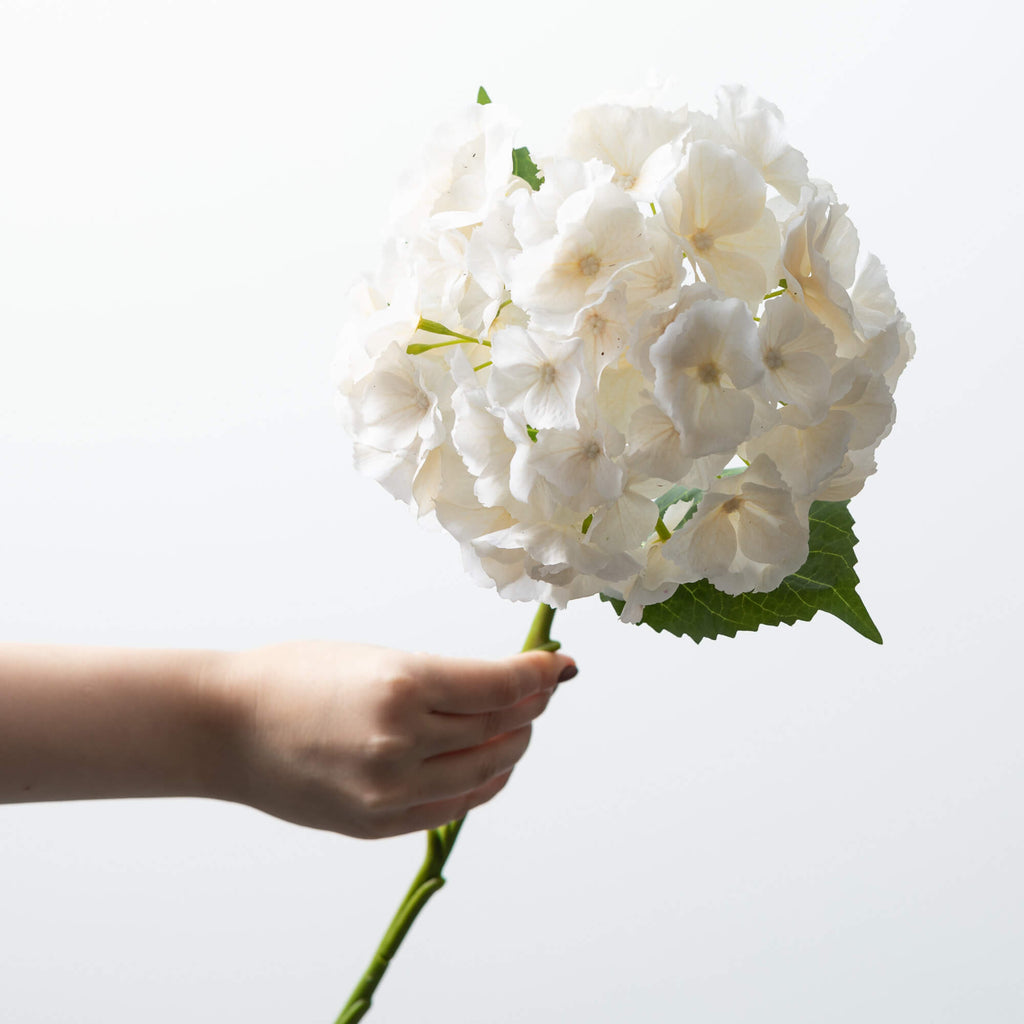 White Hydrangea Stem          