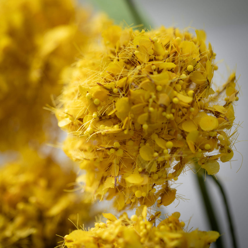 Yellow Thistle Spray          