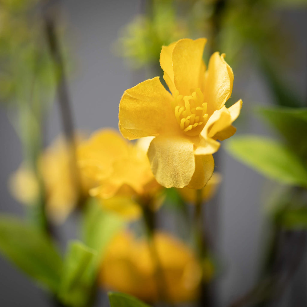 Yellow Blossom And Leaf Spray 