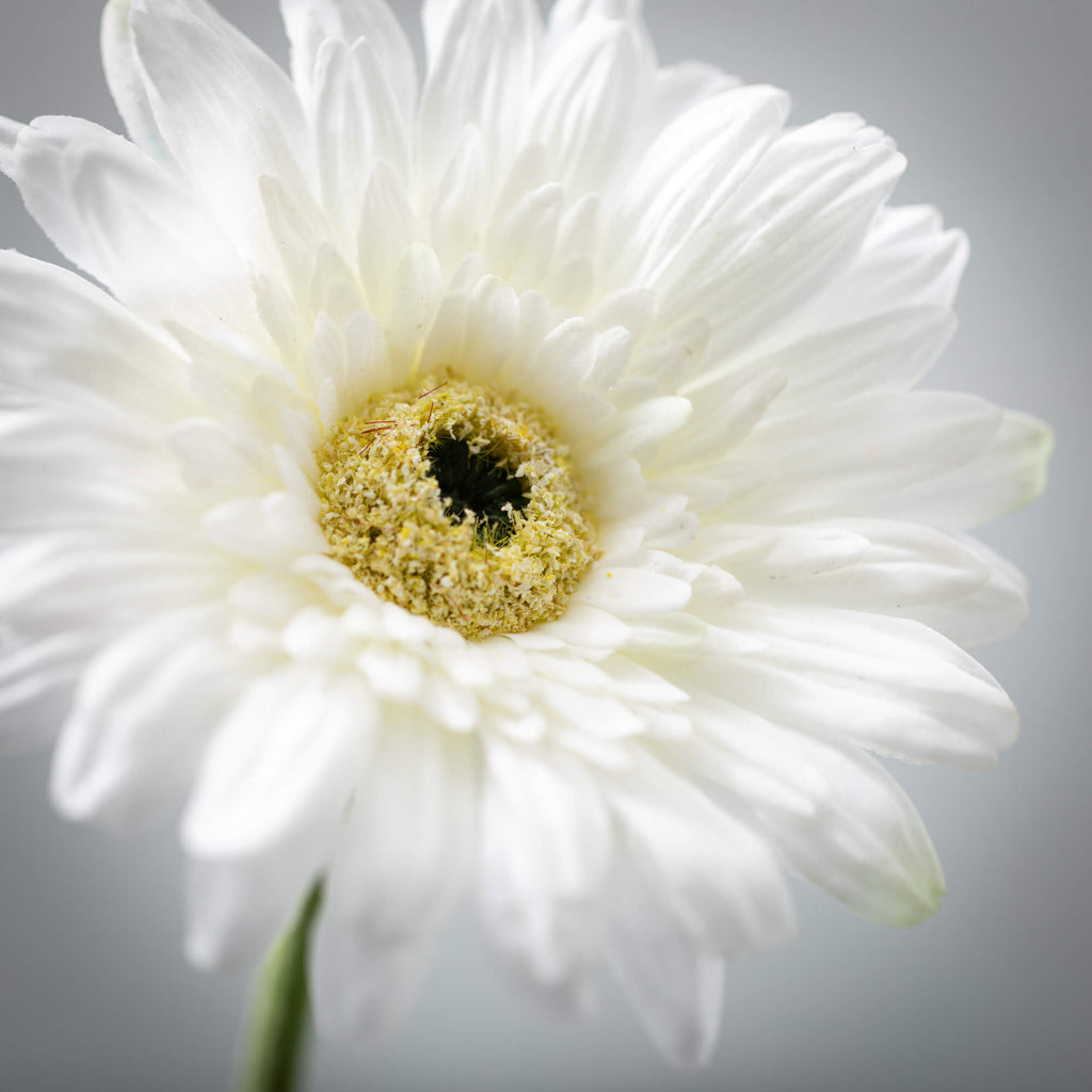 Refreshing Cream Gerbera Daisy