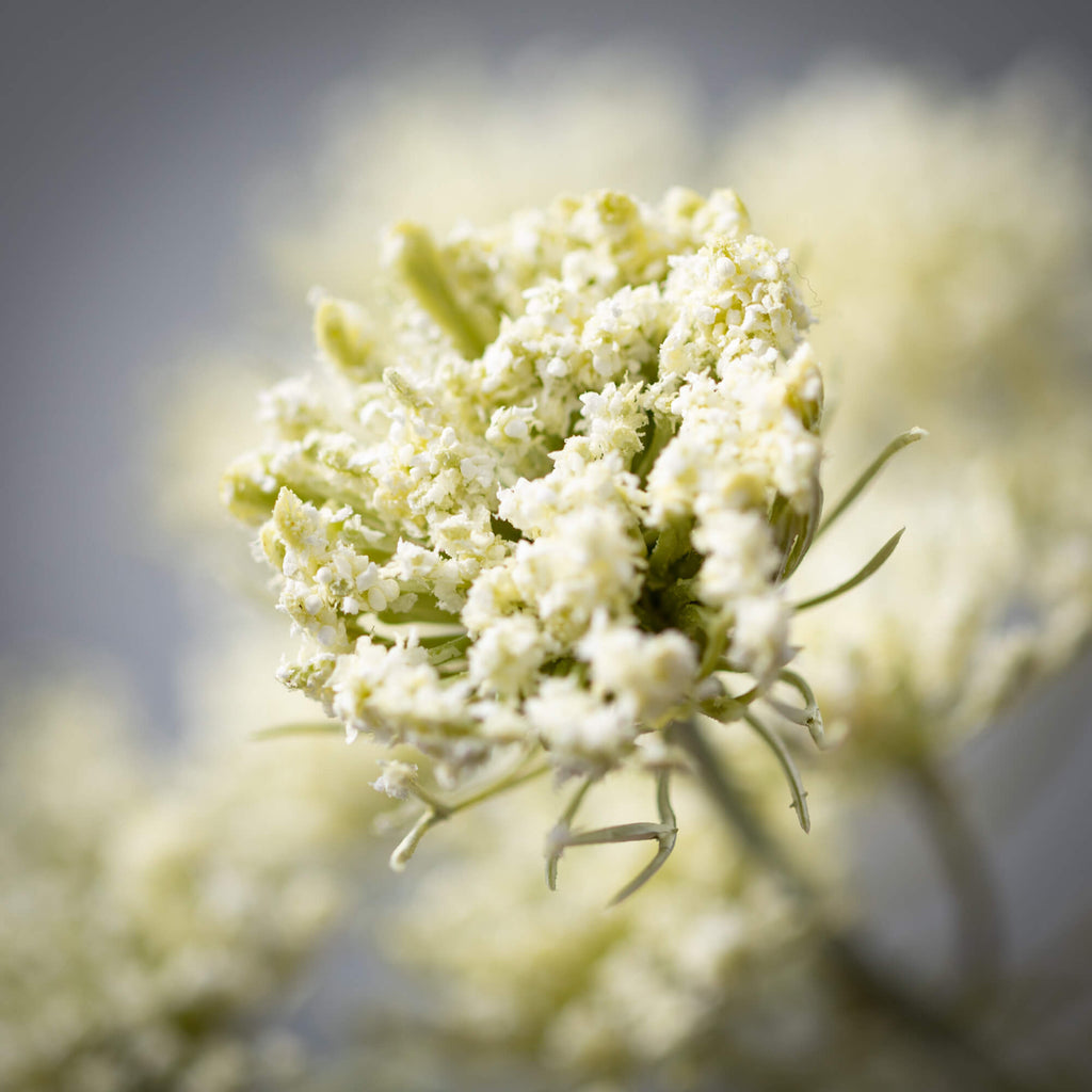 Cream Green Queen Anne'S Lace 