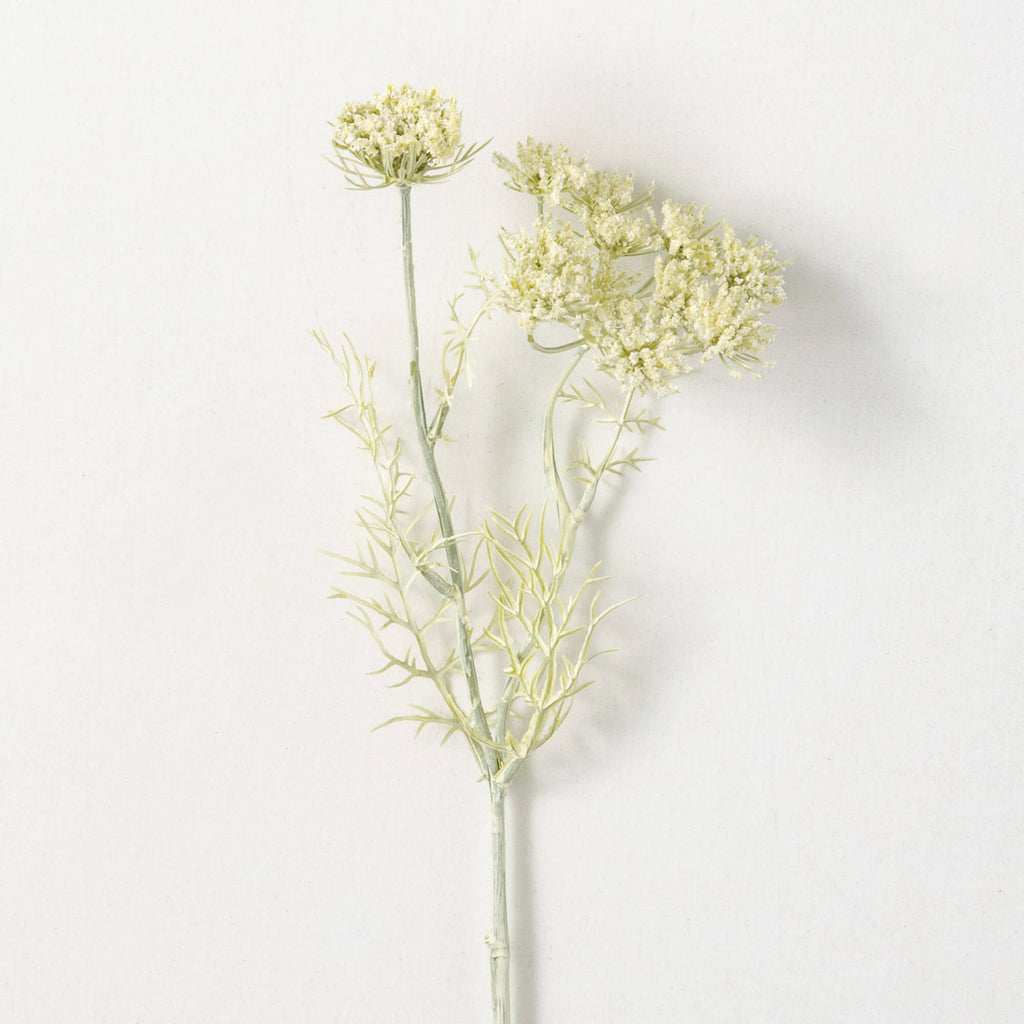 Cream Green Queen Anne'S Lace 