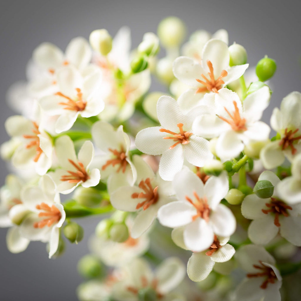 White Wax Flower Stem         