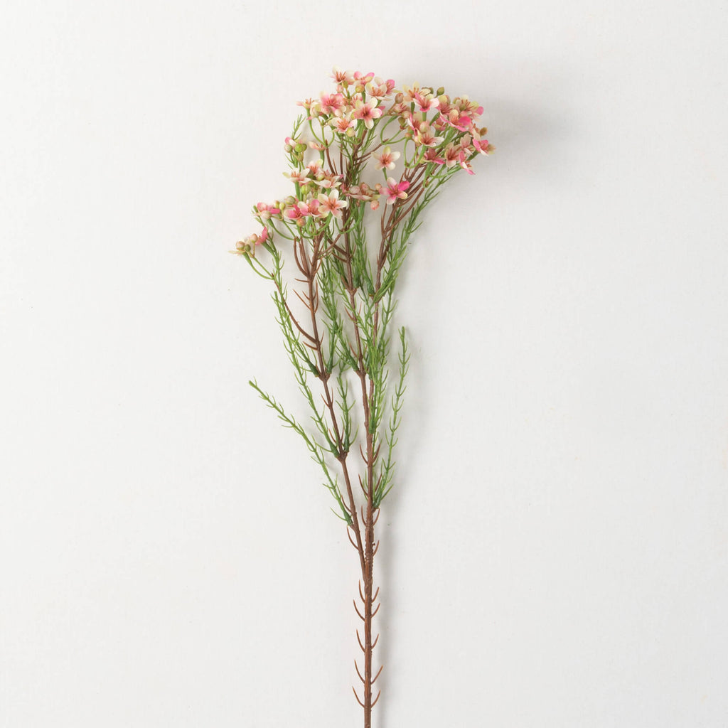 Pink Wax Flower Stem          