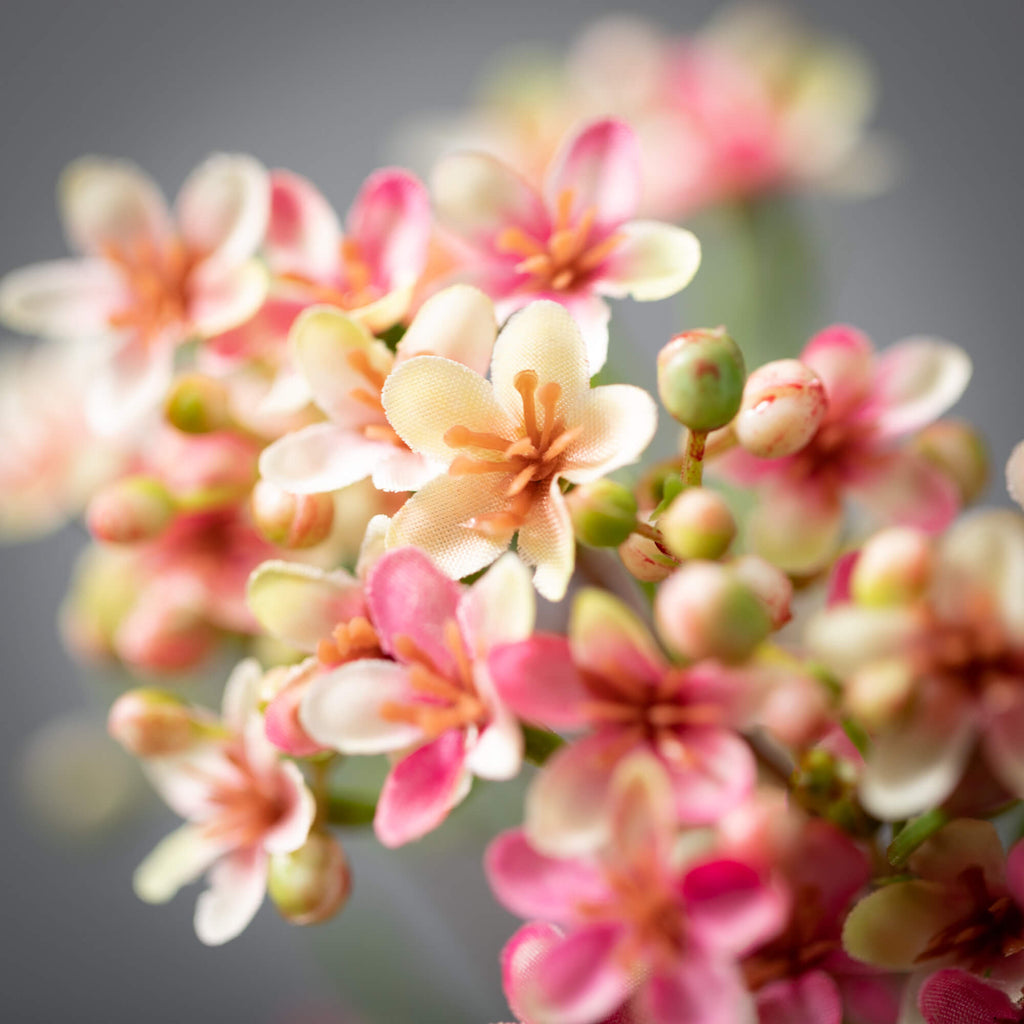 Pink Wax Flower Stem          