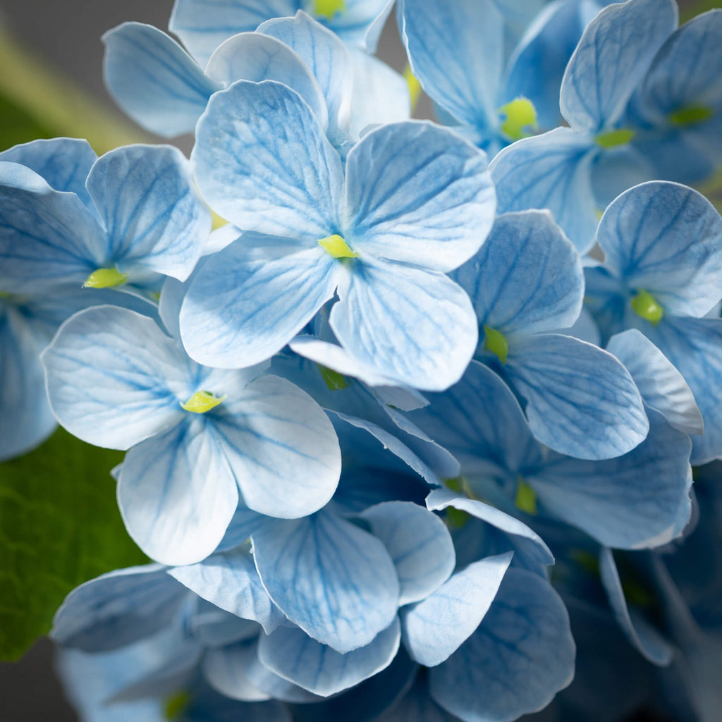 Short Stem Blue Hydrangea     