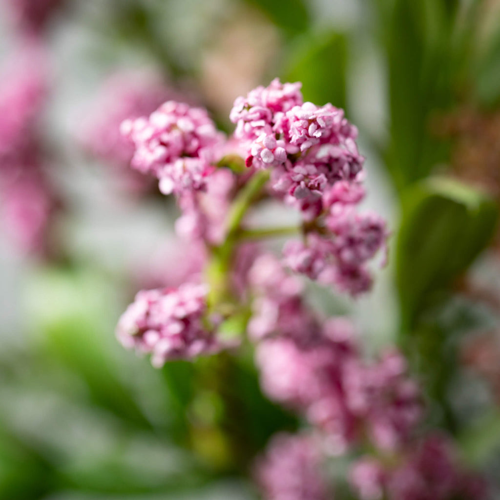 Leafy Blush Berry Bush        