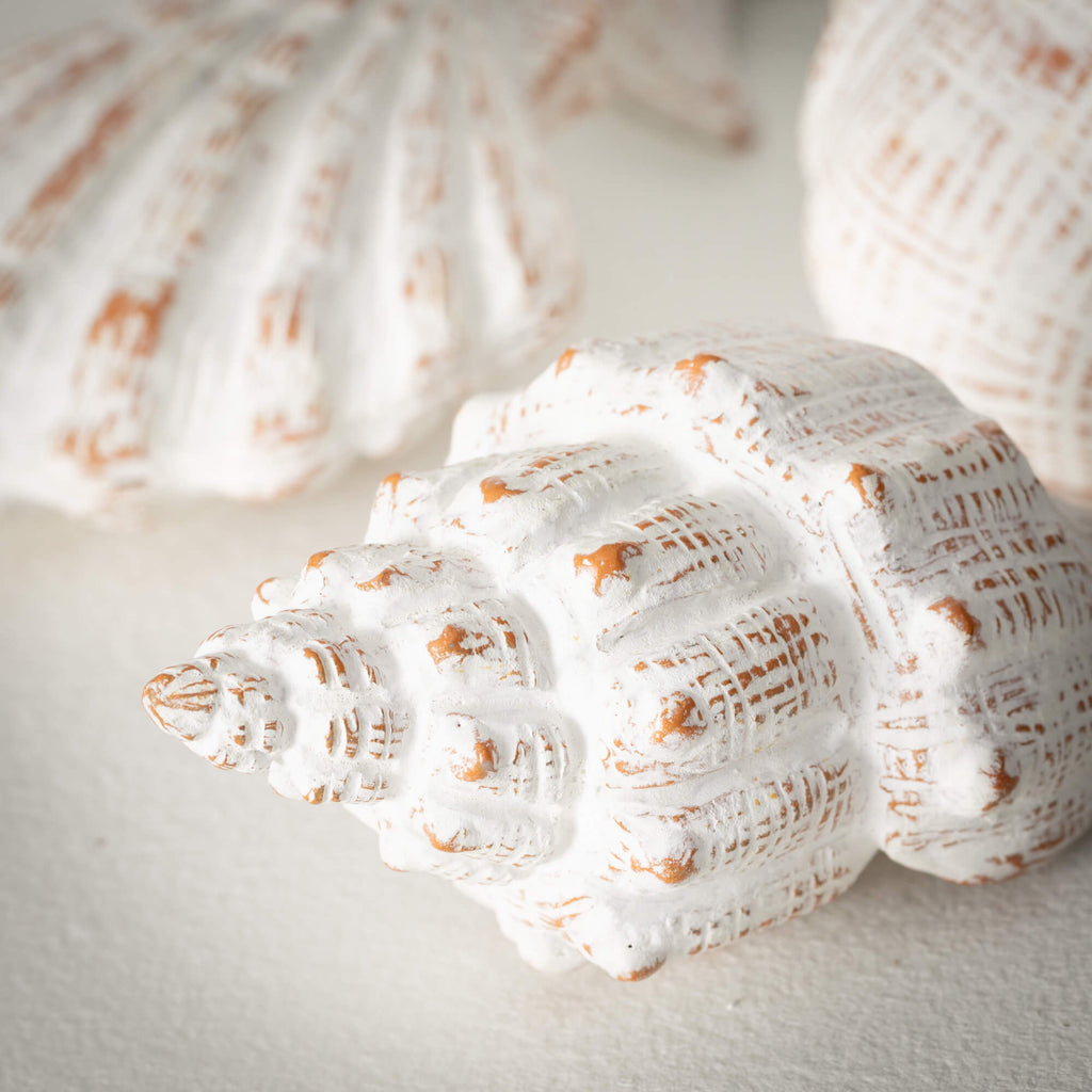 Whitewashed Seashells Set Of 4