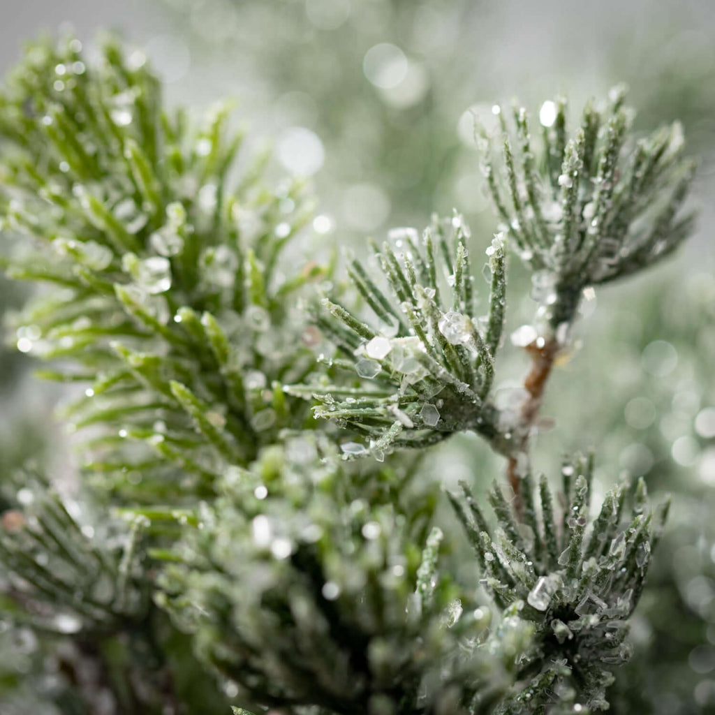 Iced Pine Pick Bush           