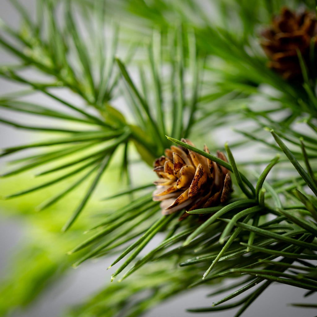 Lush Green Cedar Pick         