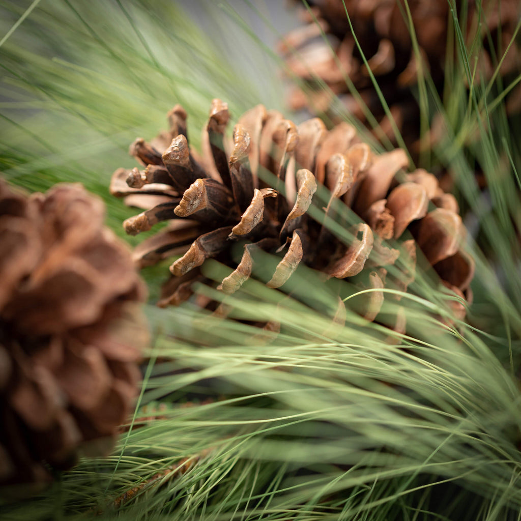 Light Long Pine & Cone Spray  