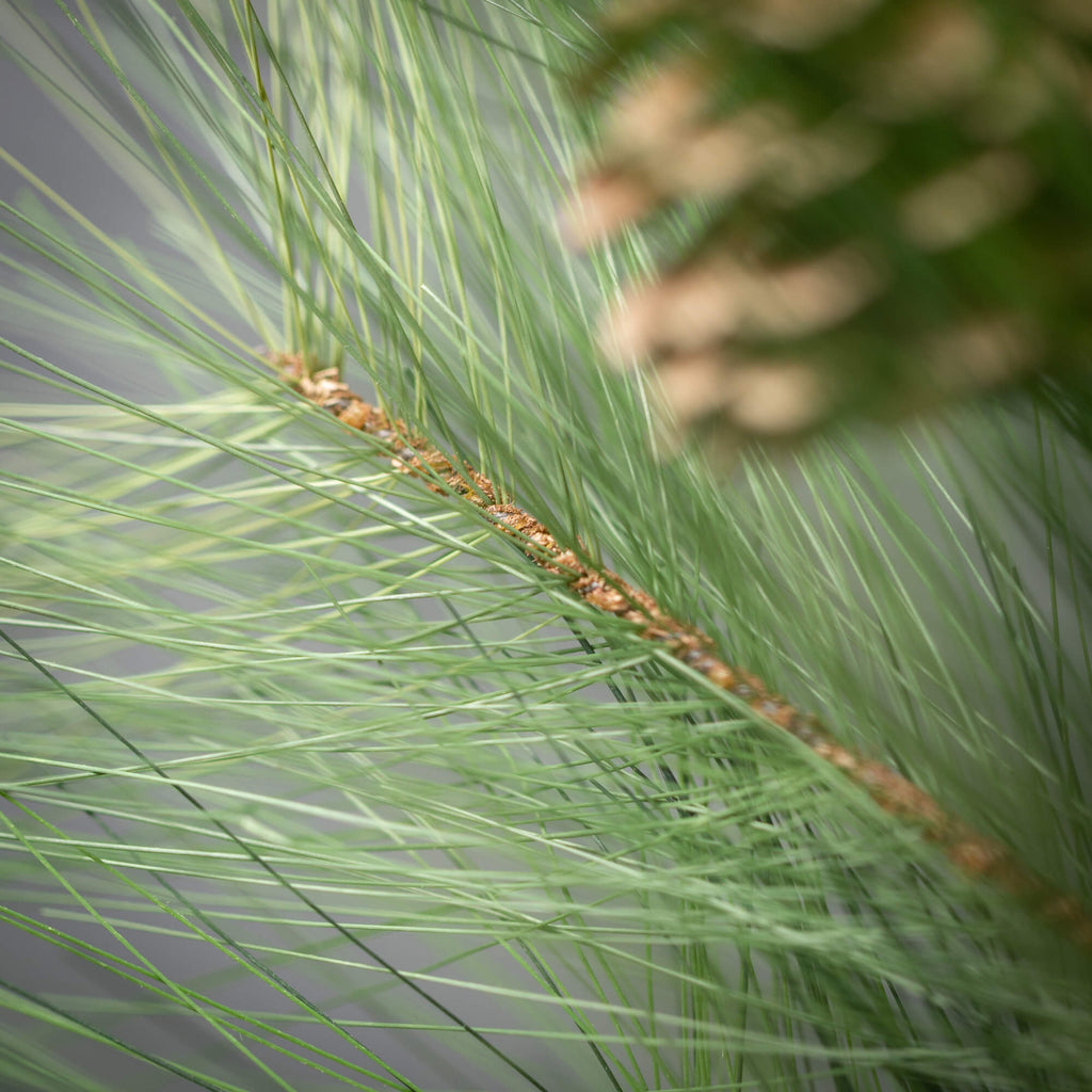 Long Pine & Pinecone Spray    