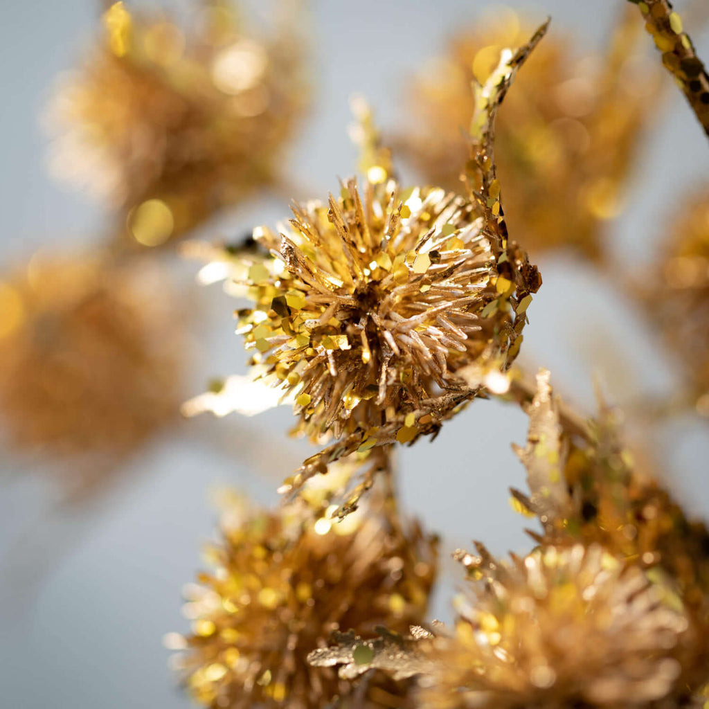 Shiny Gold Echinop Thistle    