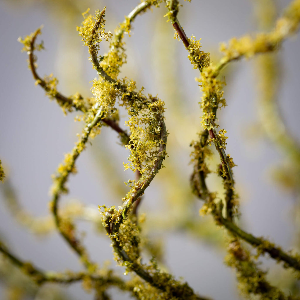 Moss Covered Twig Stem        