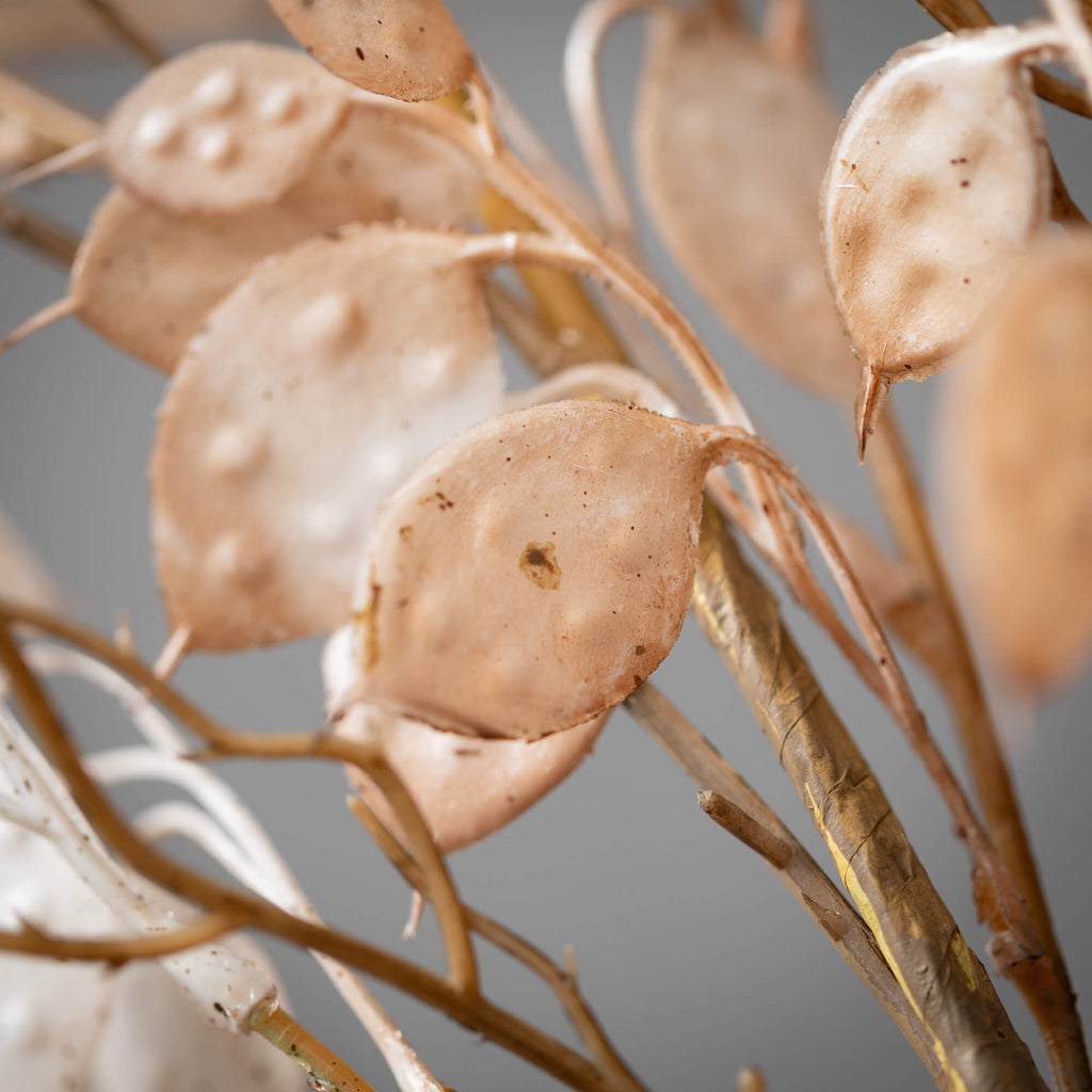 White Lunaria Spray           