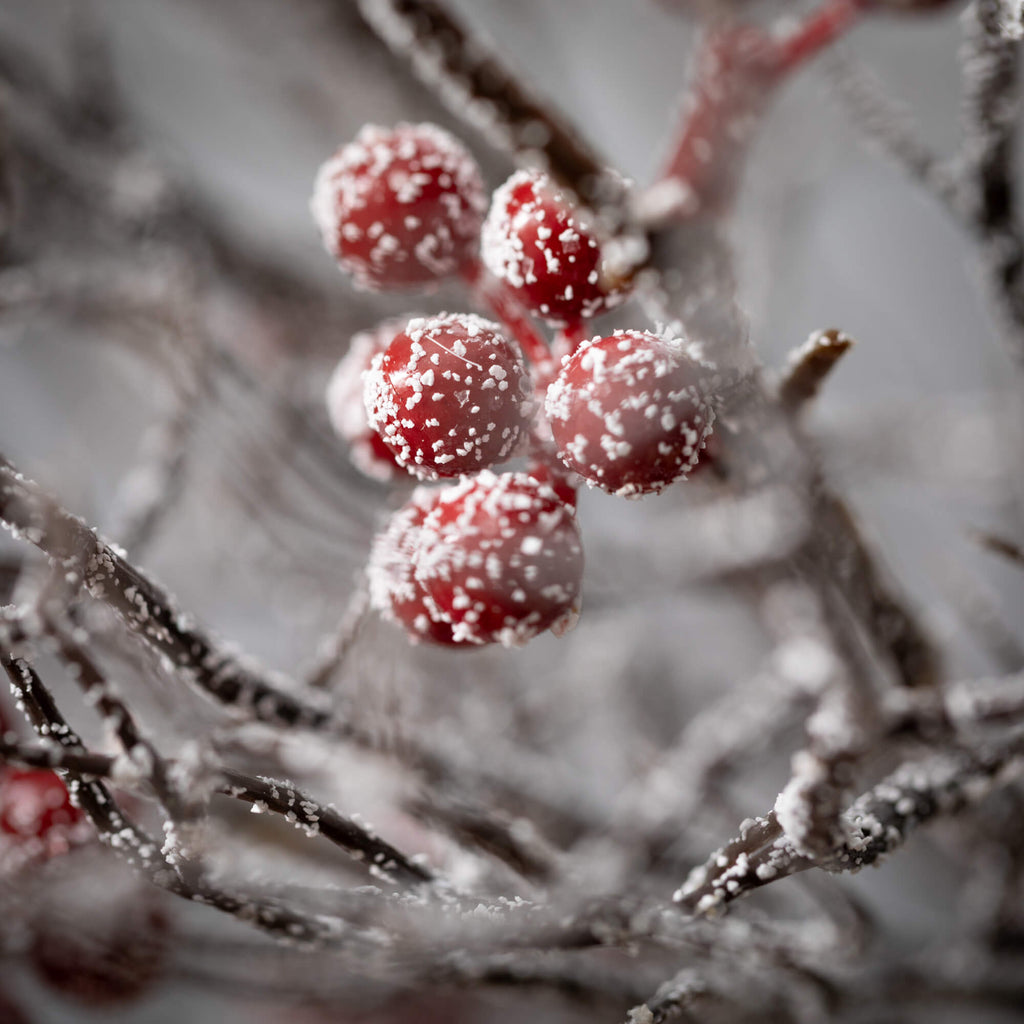 Frosted Twig Red Berry Spray  