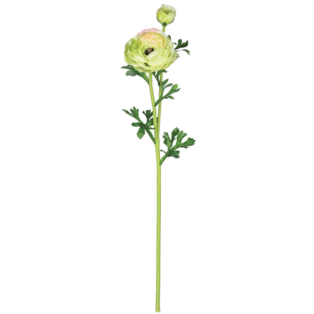 Ranunculus Stem               