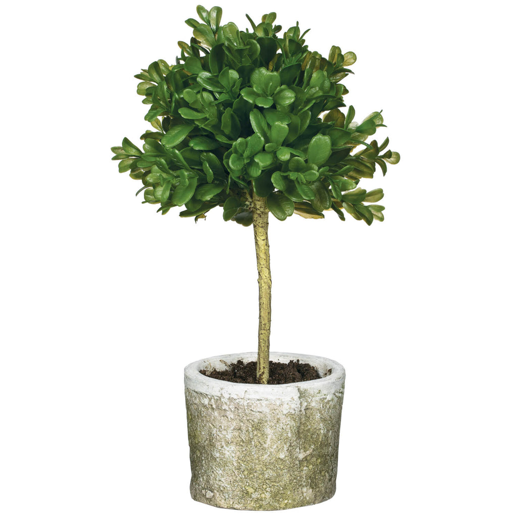 Mini Boxwood Topiary          