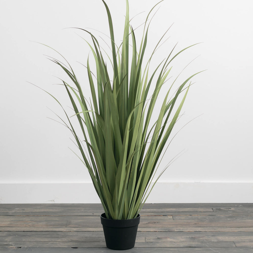 Tall Potted Onion Grass       