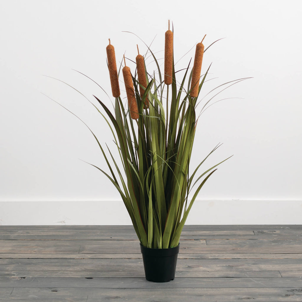 Potted Oniongrass And Cattails