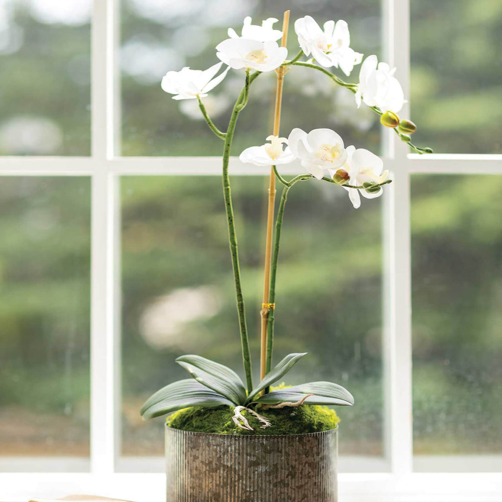 Potted Orchid                 