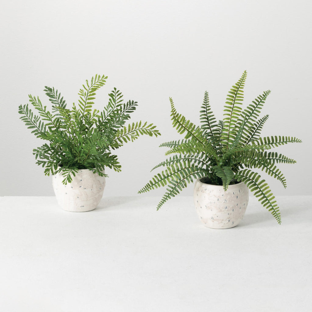 Potted Fern Plant Set Of 2    