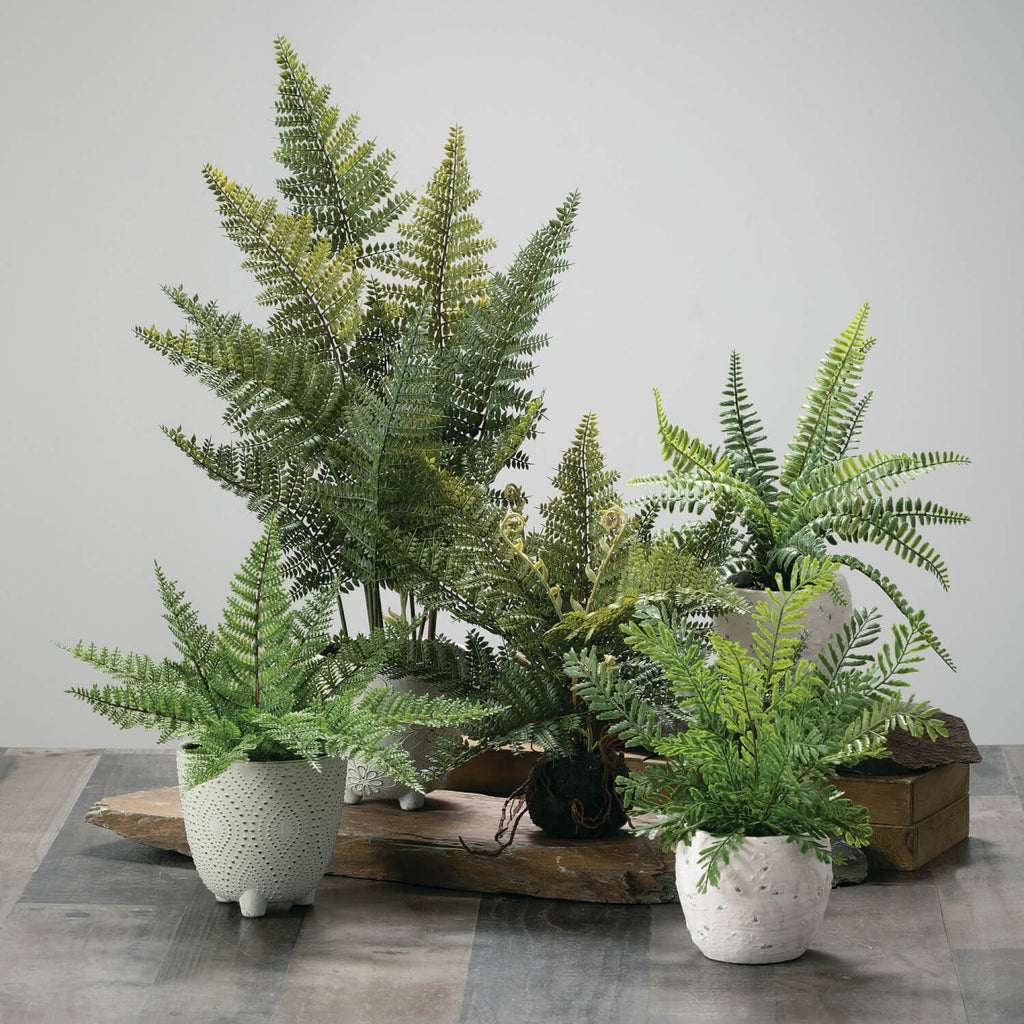 Potted Fern Plant Set Of 2    