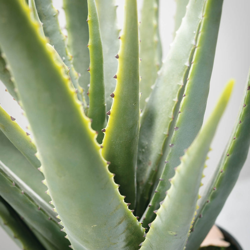 Potted Aloe Plant             