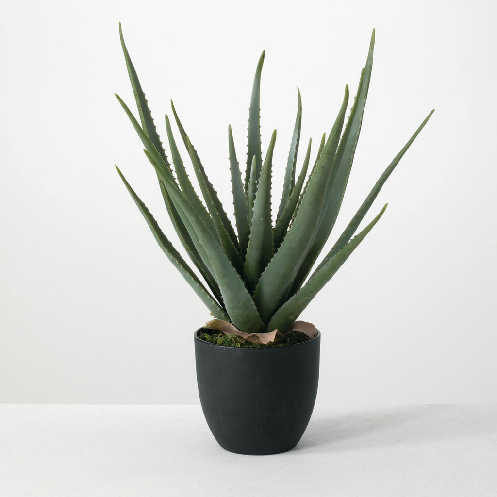 Potted Aloe Plant             
