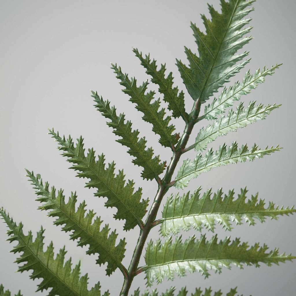 Potted Fern Plant             