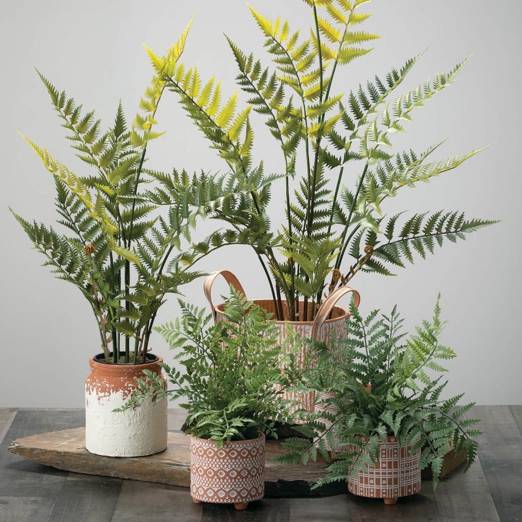 Potted Fern Plant             