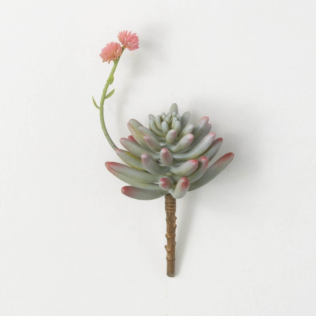 Succulent With Flower Bloom   